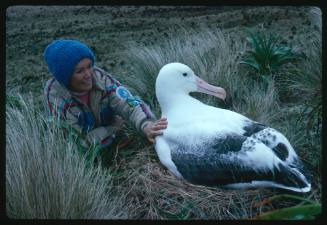 Valerie Taylor and a southern royal albatross