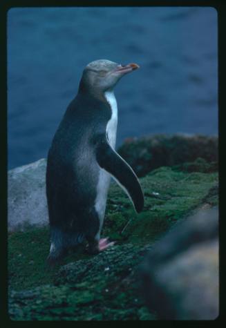 A yellow eyed penguin
