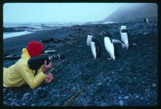 A person with camera and gentoo penguins