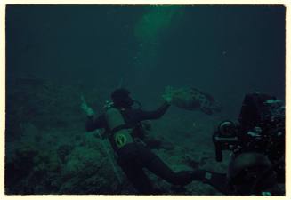 Potato cod and divers near seafloor