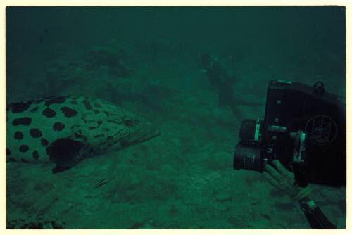 Camera pointed at head of a potato cod