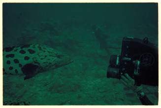 Camera pointed at head of a potato cod