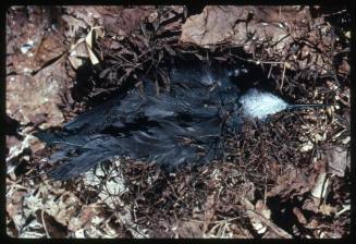 A dead bird on a nest
