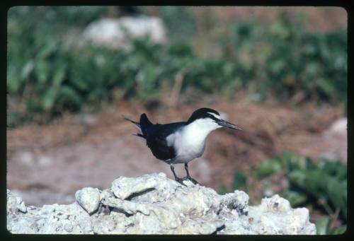 A sooty tern