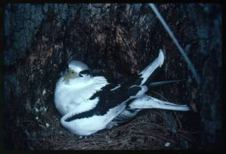 A yellow-billed tropicbird on its nest