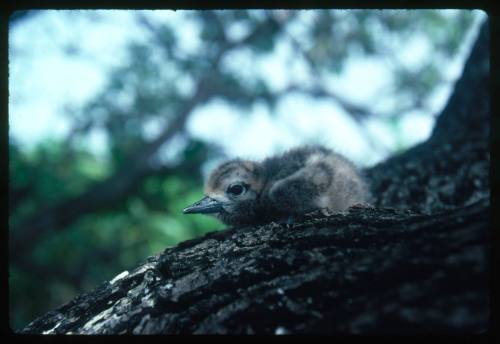 A nestling on a tree branch