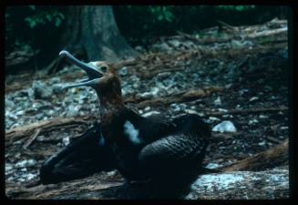 A bird on the ground possibly a juvenile frigatebird