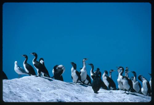 Black faced cormorants on a sloped rock surface