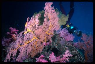 Valerie Taylor near colourful corals with a camera