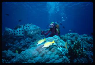 Diver with potato cod near corals