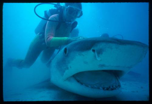 A diver with a tiger shark