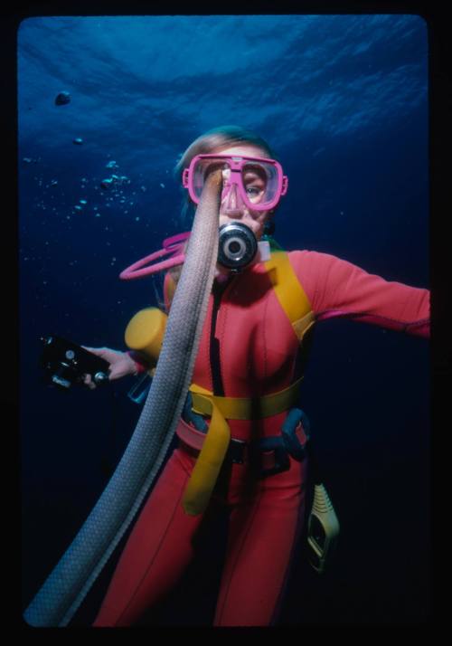 Valerie Taylor looking at an olive sea snake