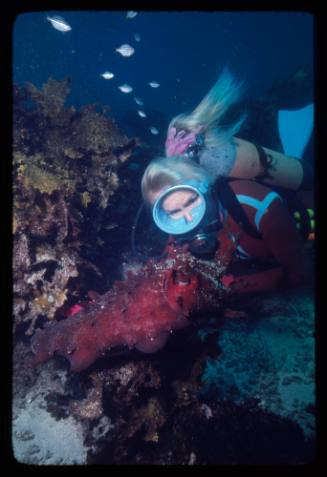 Valerie Taylor looking at a cuttlefish