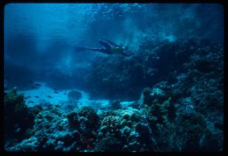 Diver in the distance above coral formations