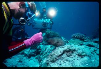 Valerie Taylor and moray eel possibly Harry being filmed