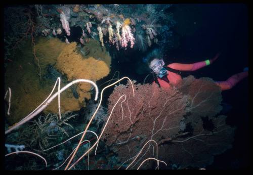 Valerie Taylor amongst coral