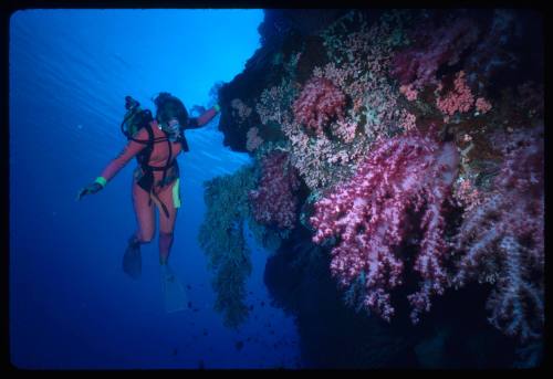 Diver next to a large coral formation
