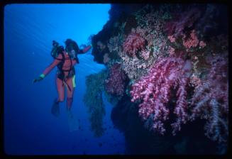 Diver next to a large coral formation