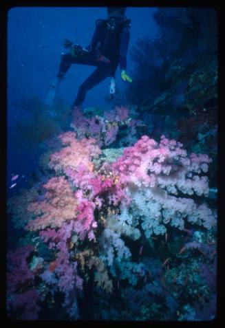 Diver looking at coral formations below