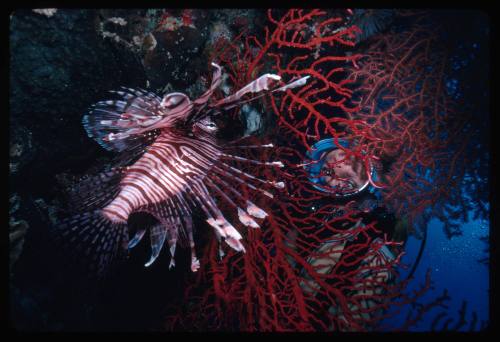 Diver looking at a lionfish