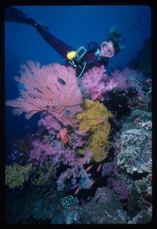 Valerie Taylor looking at corals