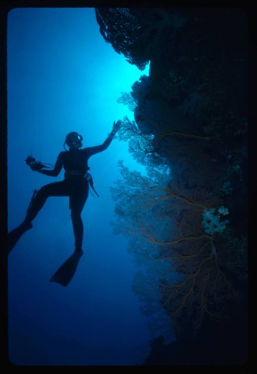 Silhouettes of diver and corals