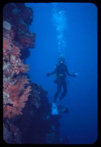 Diver next to a surface covered with corals