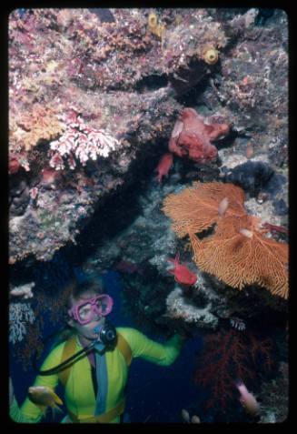 Valerie Taylor looking at corals and fish