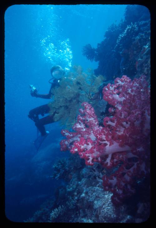 Diver next to a surface covered with corals