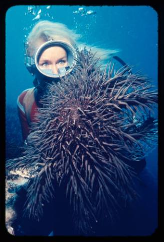 Valerie Taylor with a crown-of-thorns starfish