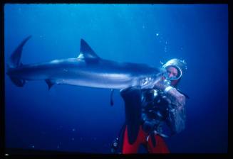 Valerie Taylor testing mesh suit with a blue shark