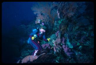 Diver likely Valerie Taylor on a surface covered with corals