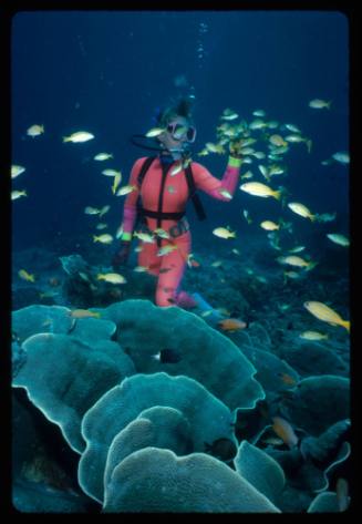 Valerie Taylor amongst a school of yellow fish