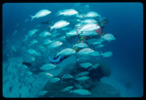 Valerie Taylor amongst a school of fish