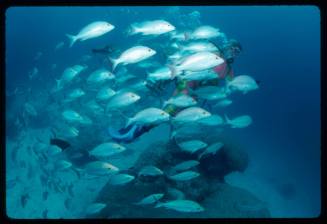 Valerie Taylor amongst a school of fish