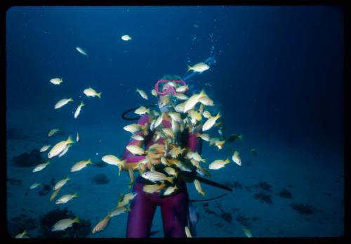 Valerie Taylor amongst a school of common bluestripe snapper (Lutjanus kasmira) 