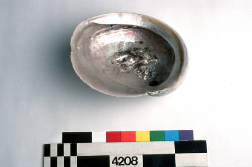 Abalone shell