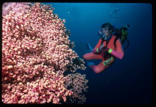 Valerie Taylor looking at a large pink coral