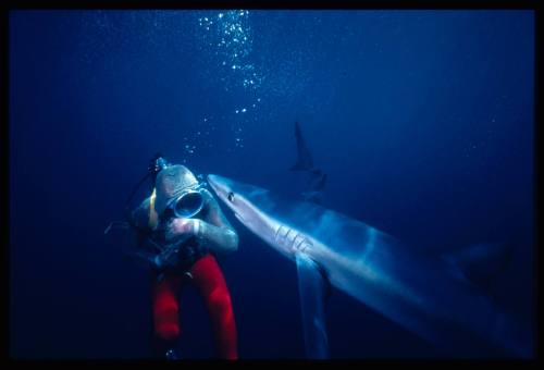 Shark near a diver in a mesh suit