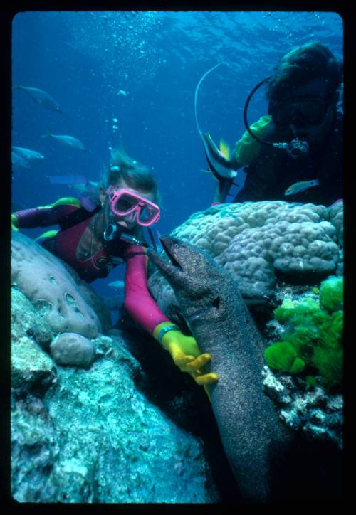 Valerie Taylor and another diver with a moray eel