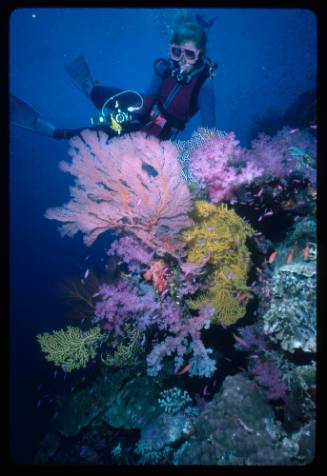 Valerie Taylor looking at colourful corals