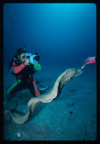 A diver filiming another diver feeding a moray eel