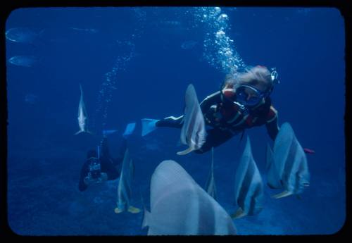 Valerie and Ron Taylor with longfin batfish (Platax teira)