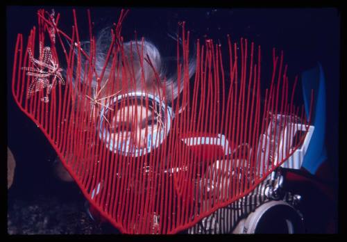 Valerie Taylor looking through red gorgonian coral