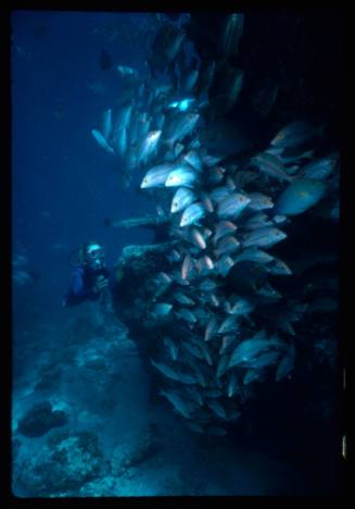 Diver looking at a large school of fish