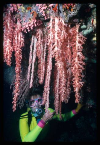 Valerie Taylor amongst corals