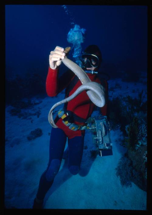 Ron Taylor holding the head of an olive sea snake