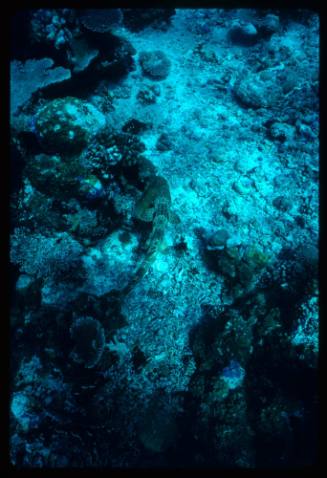 Epaulette shark above the seafloor