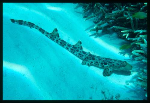 Epaulette Shark