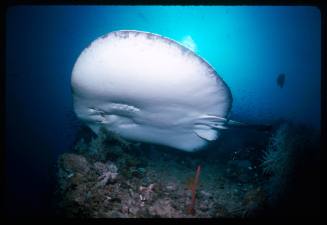 A common stingaree